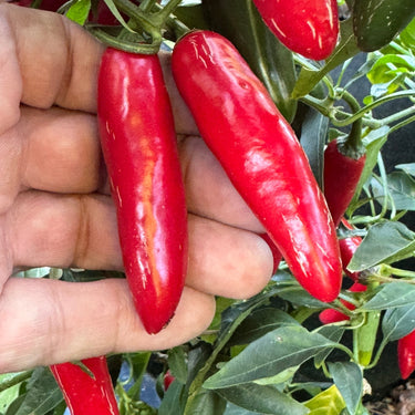 Devil Serrano - Seeds - The Pepper Pantry (Formerly Marie Sharp's)